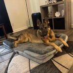Bedsure Orthopedic Dog Beds Large Sized Dog - Washable Large Dog Cat Bed Waterproof. Comfort Dogs Couch Sofa with Washable Removable Cover. Pet Bed with Nonskid Bottom. Grey. 35 photo review