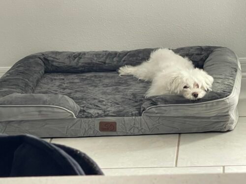 Bedsure Orthopedic Dog Beds Large Sized Dog - Washable Large Dog Cat Bed Waterproof. Comfort Dogs Couch Sofa with Washable Removable Cover. Pet Bed with Nonskid Bottom. Grey. 35 photo review