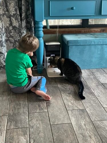 PETLIBRO RFID Automatic Cat Feeder. Collar Tag-Activated Personalized Meals. 5G&2.4G Wi-Fi Programmable Cat Food Dispenser with Cats Recognition & Diet Tracking for Multi-Pet Homes and Different Diets photo review
