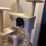 Yaheetech 54in Cat Tree. Multi-Level Cat Tower with Spacious Kitten-ear Perch. 2 Cozy Caves. Scratching Posts. Climbing Ladder. 2 Plush Balls. Durable Pet House Furniture for Indoor Kittens. Dark Gray photo review