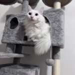 Yaheetech 54in Cat Tree. Multi-Level Cat Tower with Spacious Kitten-ear Perch. 2 Cozy Caves. Scratching Posts. Climbing Ladder. 2 Plush Balls. Durable Pet House Furniture for Indoor Kittens. Dark Gray photo review