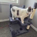 Yaheetech 54in Cat Tree. Multi-Level Cat Tower with Spacious Kitten-ear Perch. 2 Cozy Caves. Scratching Posts. Climbing Ladder. 2 Plush Balls. Durable Pet House Furniture for Indoor Kittens. Dark Gray photo review